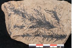 Foto (Detailansicht) von Araucaria sternbergii Goeppert (NHMW-GEO-2024-0188-8297)